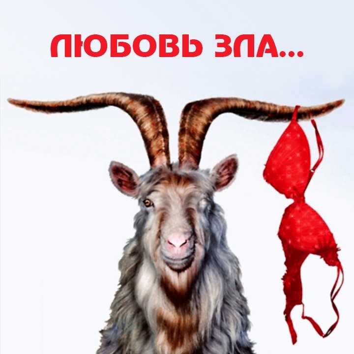 Як бык коза баран. Муж козел. Ушел баран в ночную смену. Овца затеяла измену. Козел останется козлом , хоть. Козлы юмор.