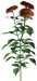Цветы в PNG